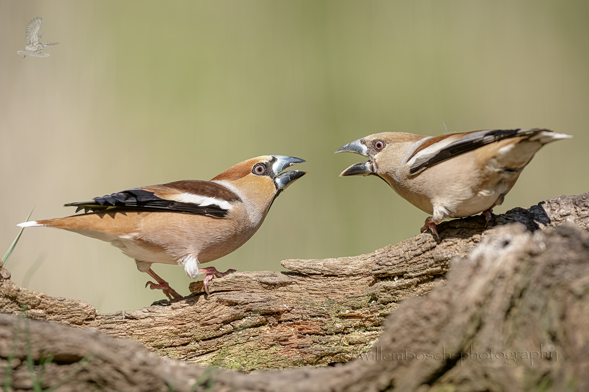 Appelvink_Coccothraustes-coccothraustes_1920_Z9D9392