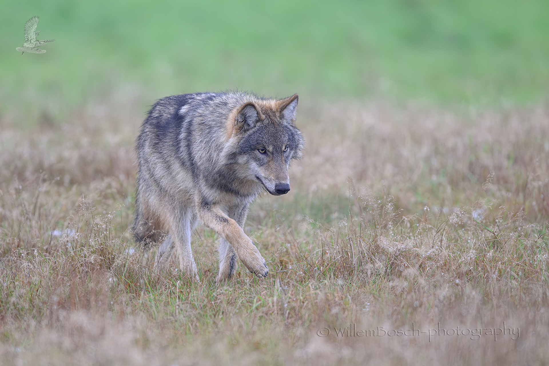 Wolf_Canis-lupus_1920_Z9D3214