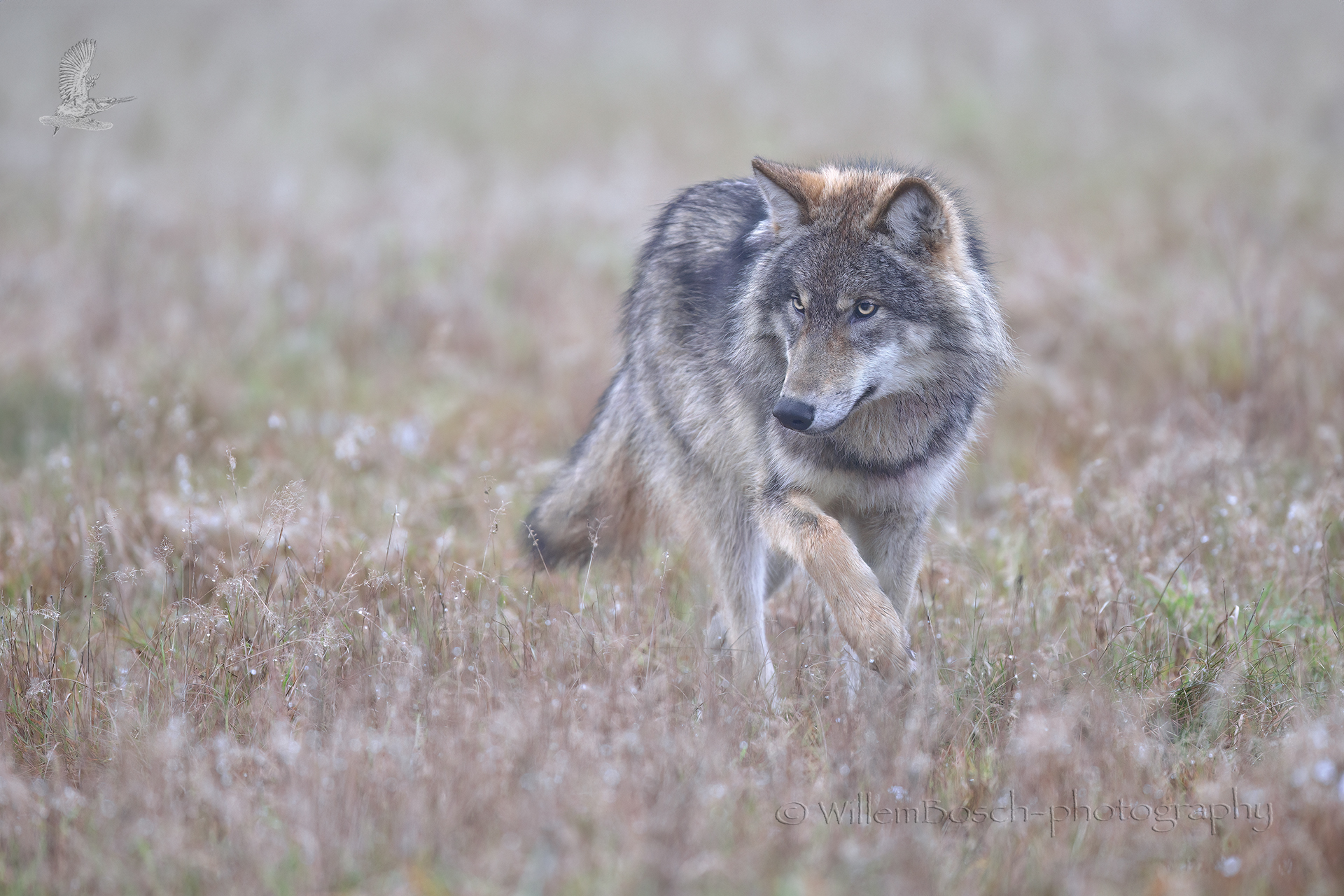 Wolf_Canis-lupus_1920_Z9D3253