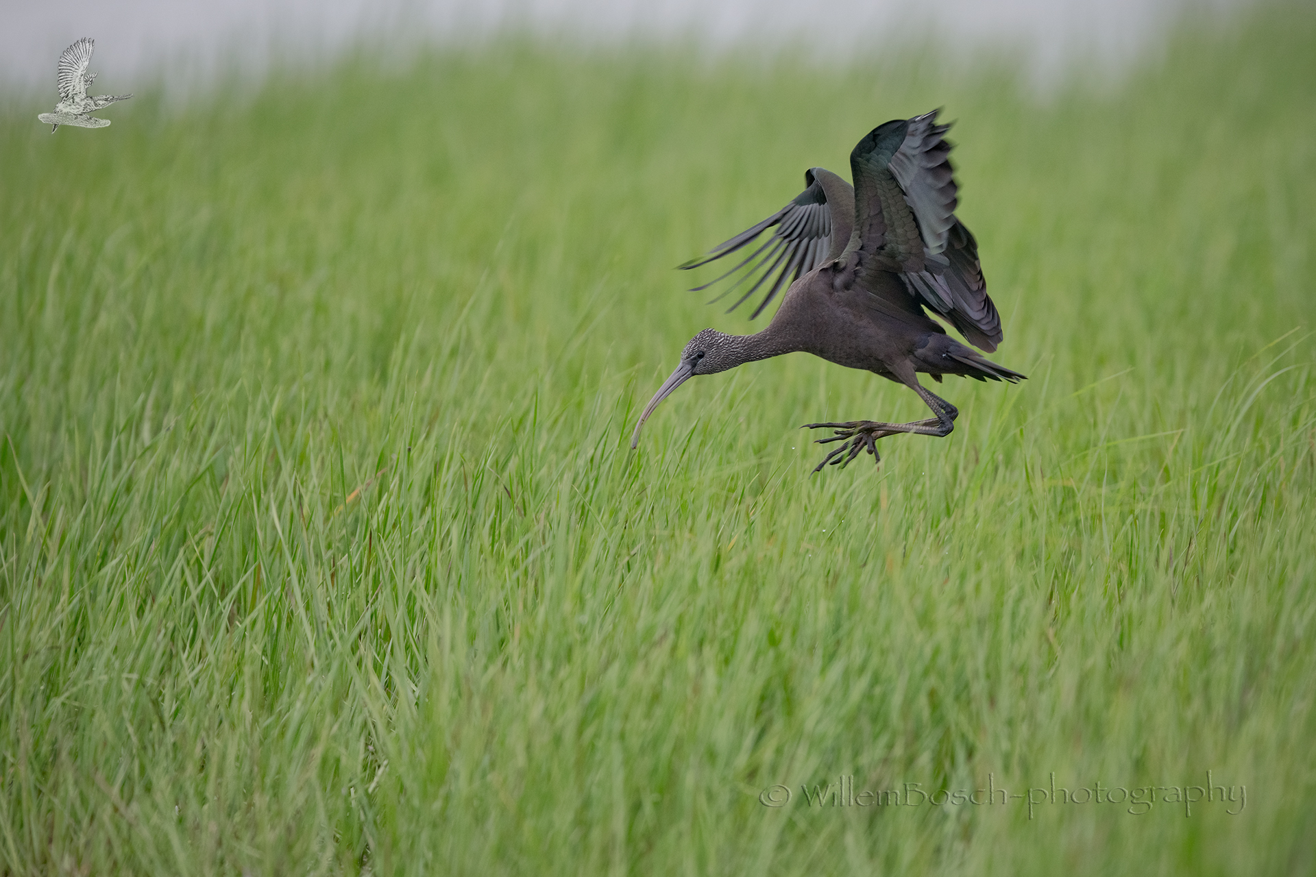 Zwarte-ibis_Plegadis-falcinellus_1920_D854923